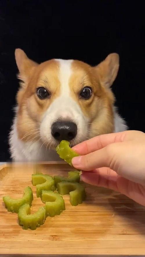 网红和狗吃瓜,吃瓜群众的欢乐盛宴 第3张 网红和狗吃瓜,吃瓜群众的欢乐盛宴 第3张