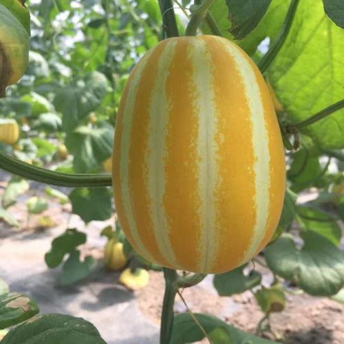 上海网红八卦吃瓜微博,吃瓜群众热议不断 第1张 上海网红八卦吃瓜微博,吃瓜群众热议不断 第1张