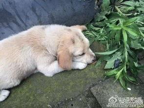 狗狗最新爆料视频播放大全,萌宠瞬间,笑料横生! 第2张 狗狗最新爆料视频播放大全,萌宠瞬间,笑料横生! 第2张