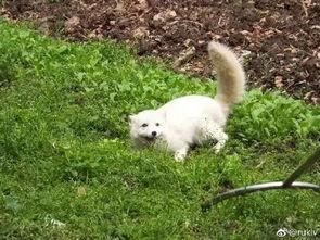 跳白狐的女孩爆料视频,爆料视频背后的惊人真相